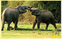 Elephants at Dubare Forest