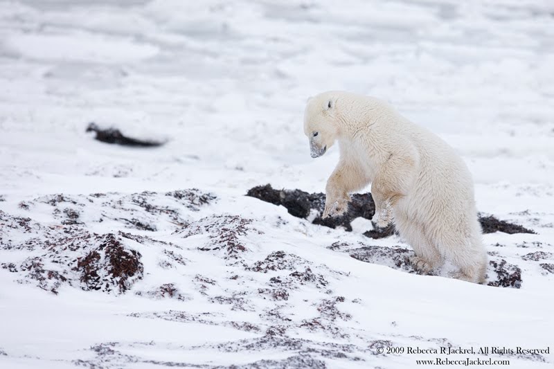 Adventures Through the Lens: Polar Bear Diet Expansion with Climate Change