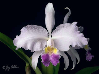 © 2009 Greg Allikas - www.orchidworks.com