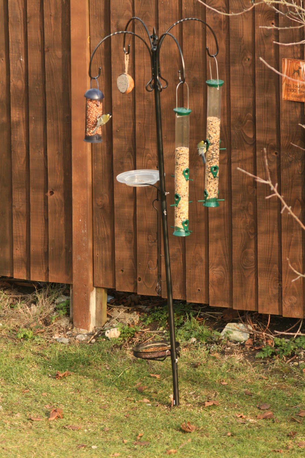 [bird+table+008.JPG]