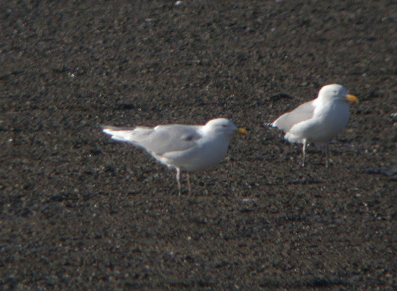 [gull2.JPG]
