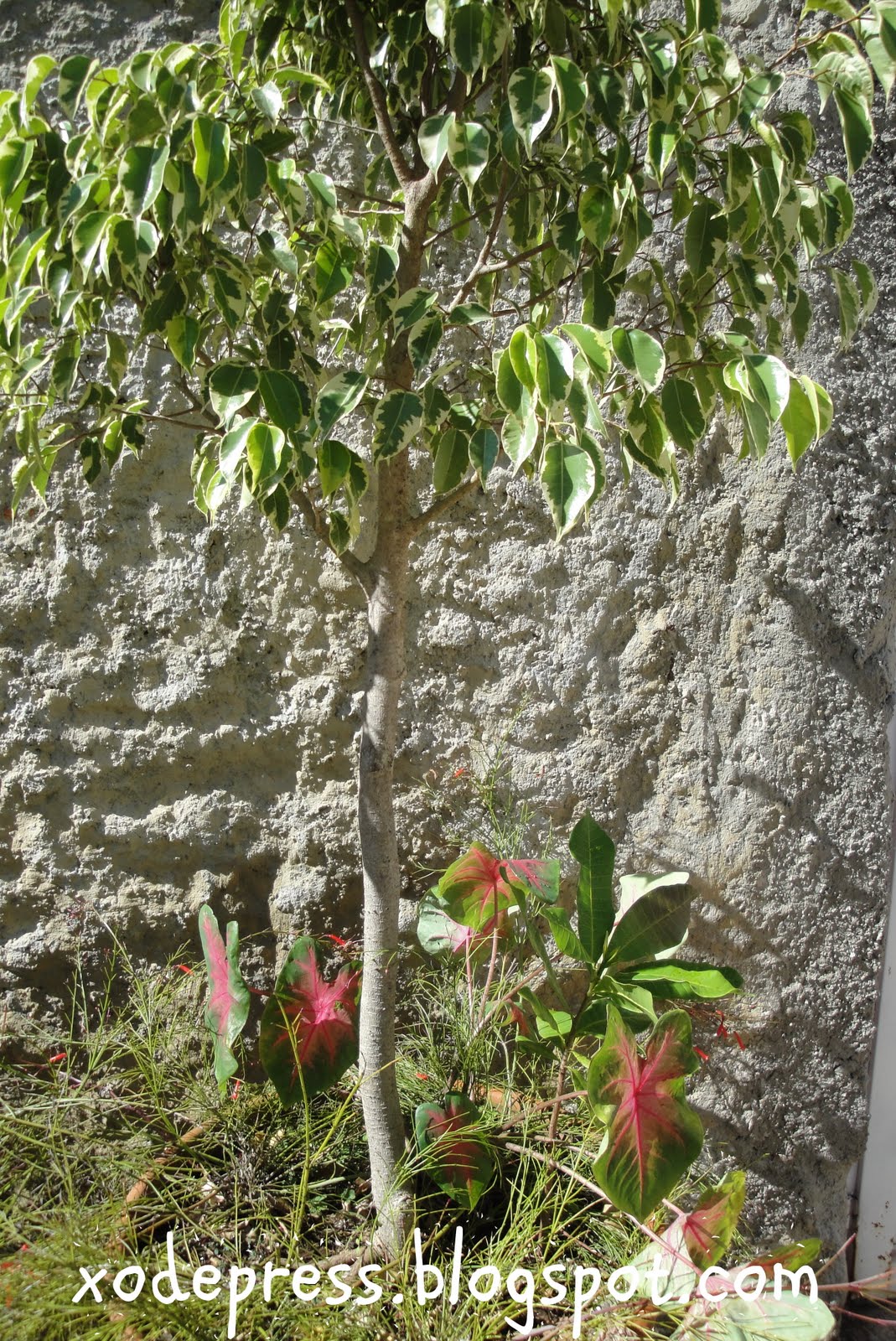[DSC00697.JPG]