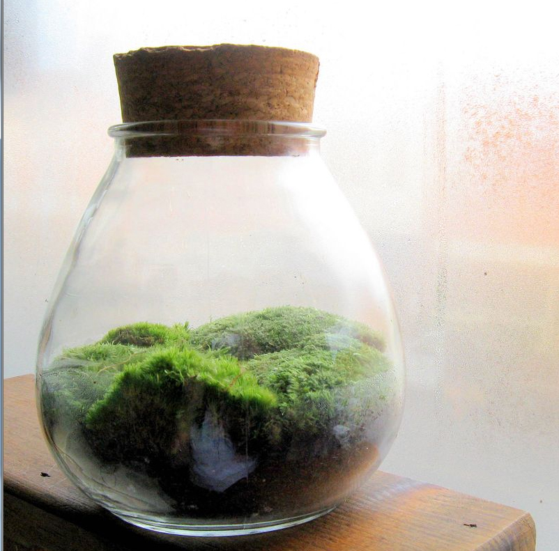 bicycle basket ideas terrariums bicycle basket ideas terrariums