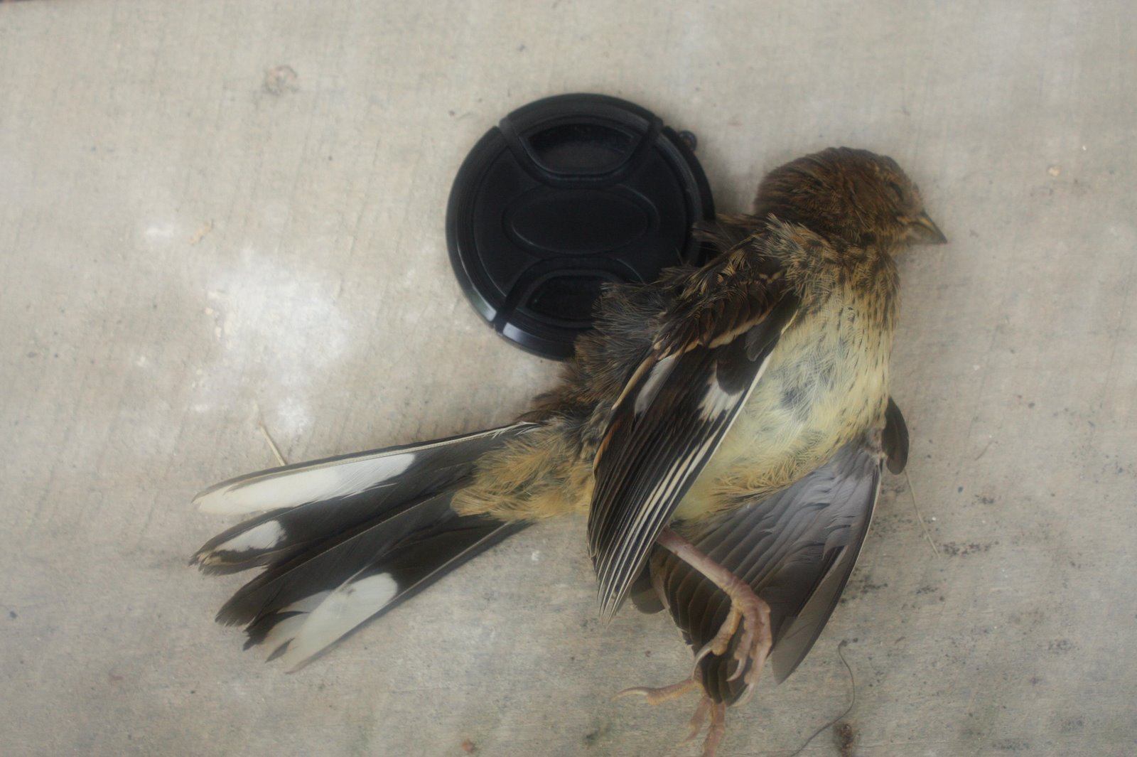 [dead+bird+1.JPG]