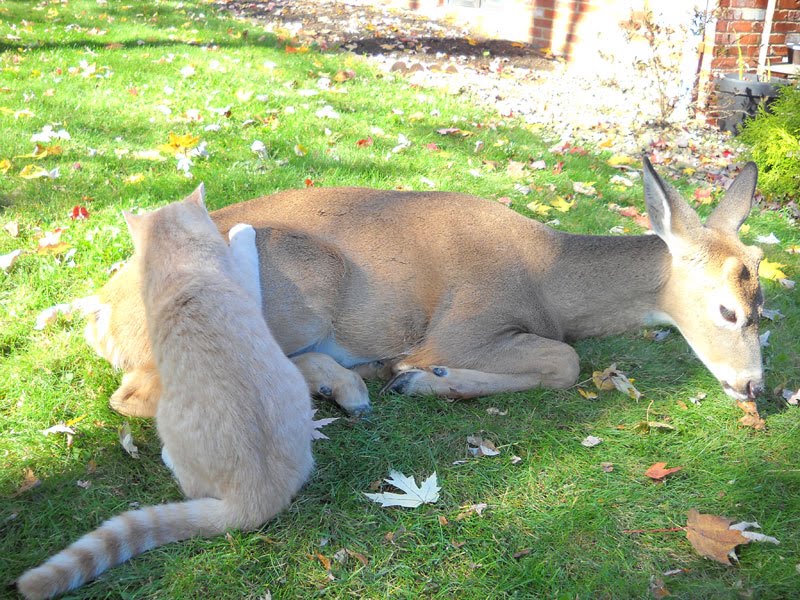 [deerkitty2.bmp]