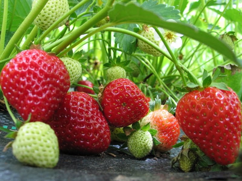 Hutchinson Farm Seascape Strawberries