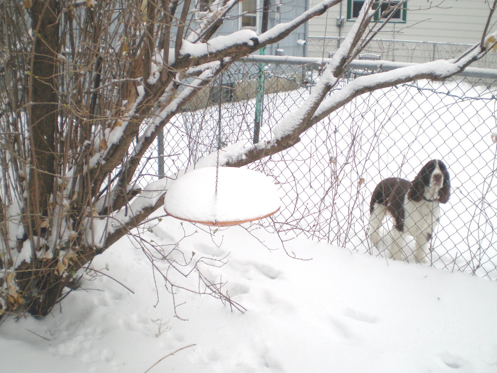 Big Snow Chicken