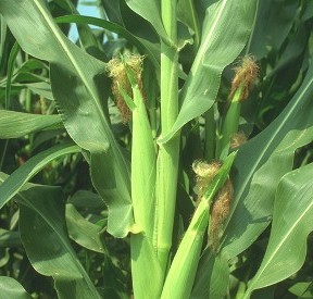 northern corn leaf blight