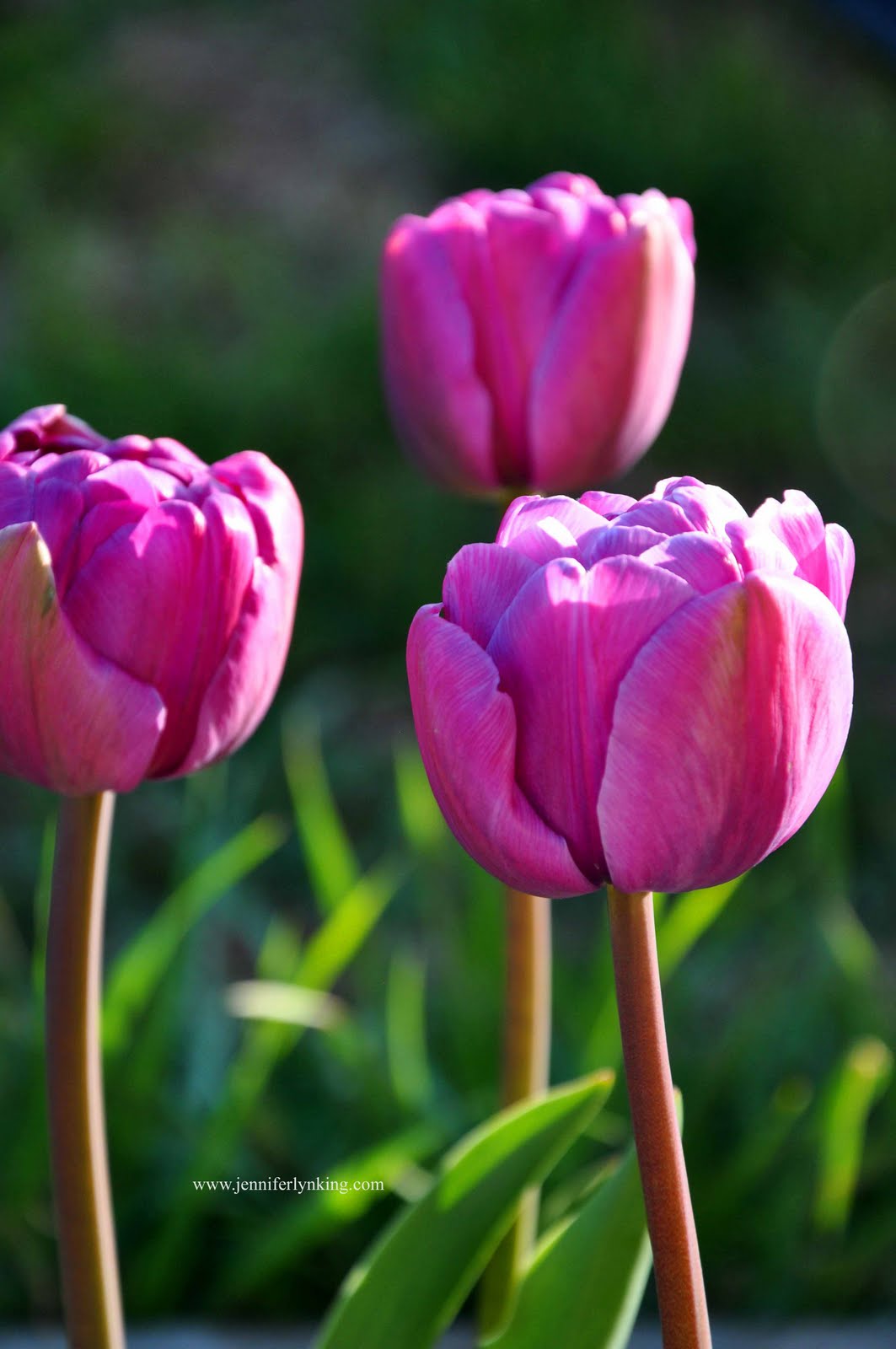 What dreams of tulips 2 What dreams of tulips 100