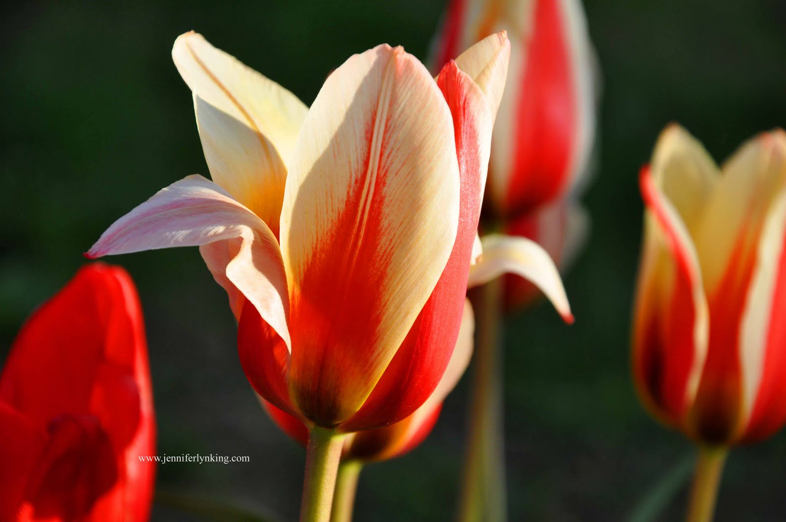 What dreams of tulips 77 What dreams of tulips 76