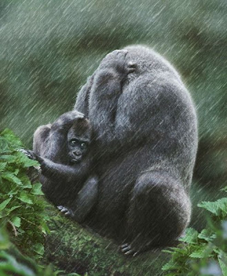 Digaleri.com: Gambar Binatang yan Lucu-Lucu gambar hewan lucu, gambar binatang lucu, imut