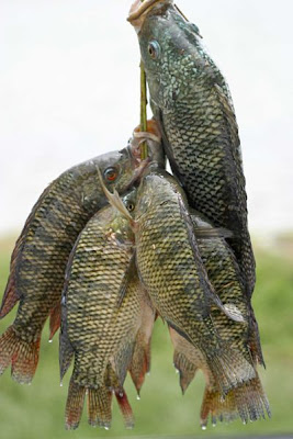 My Life Starting Up Tilapia Sucks What The Hell Is The Deal