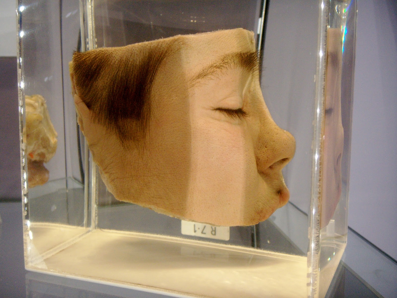 Exhibition Elective 2010 The Hunterian Museum / Research