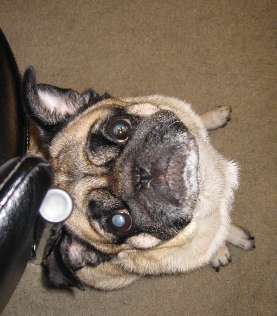 [bebop_pug.jpg]