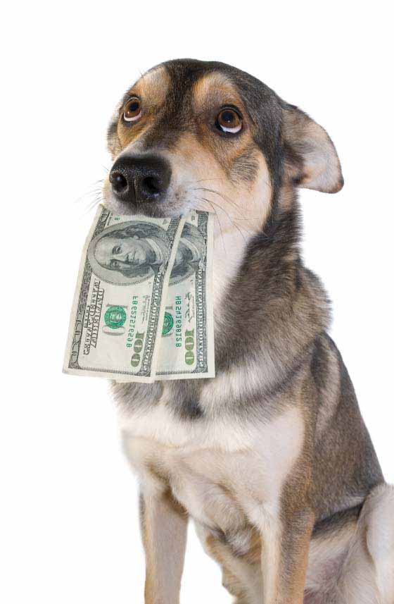 [money-dog.jpg]