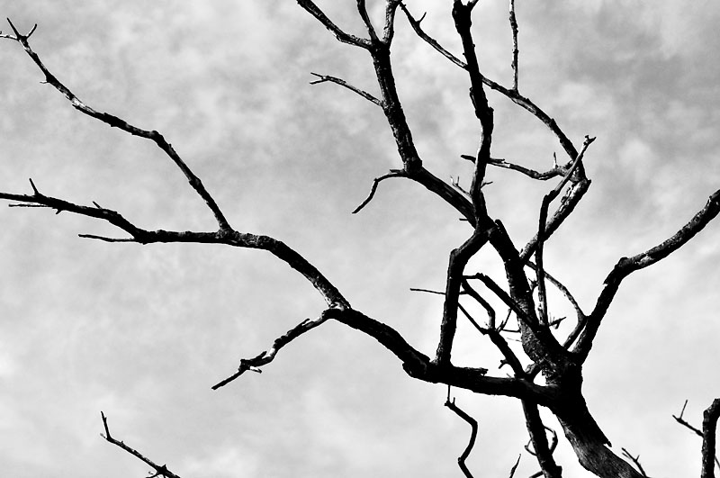 Branches; click for previous post