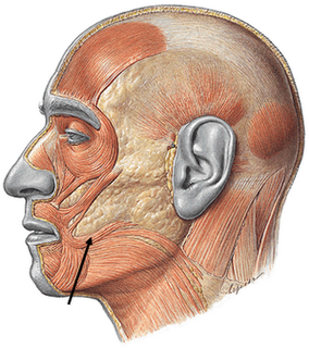 MUSCULO DE LA CARA musculo de la cara: