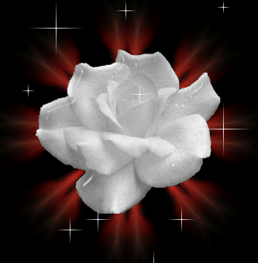 Rosa Blanca