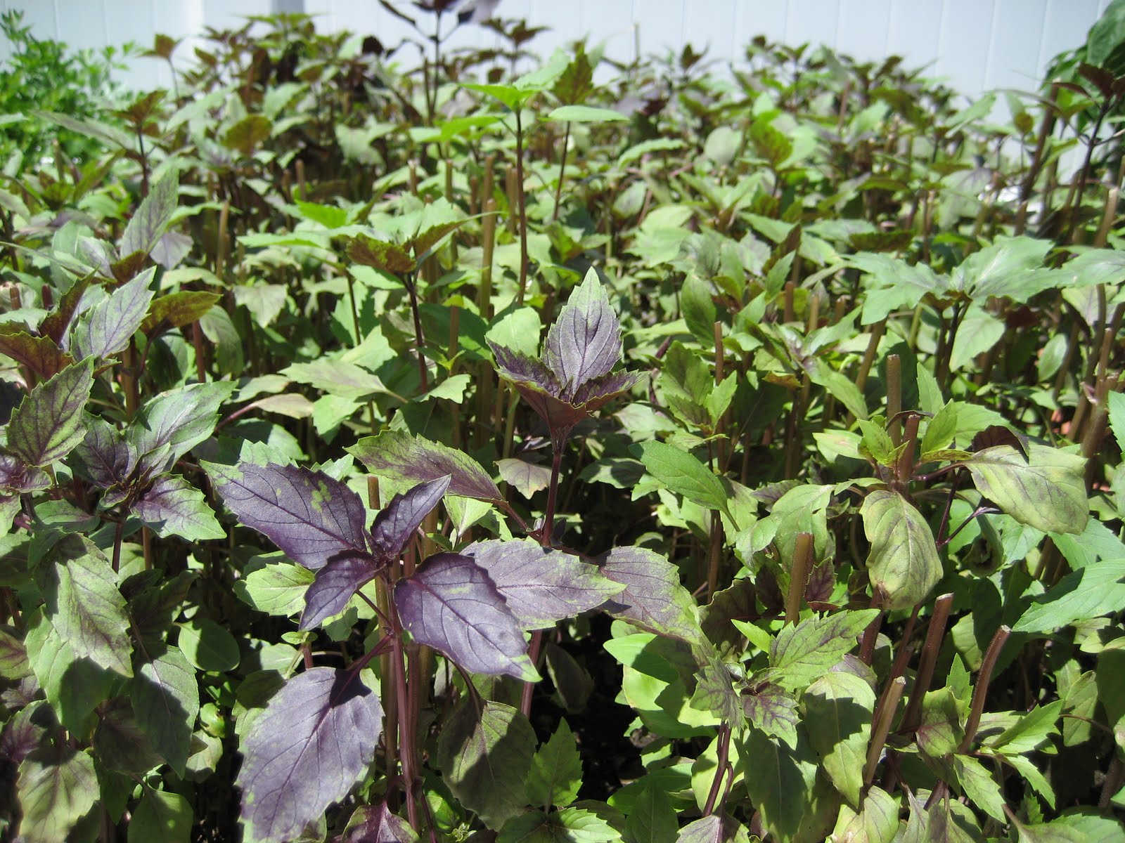 Mission Food Asian Salmon Cakes with Sriracha Aioli