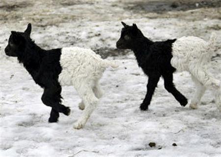 Cute And Funny Animals pictures of funny animals. Cute And Funny Animals