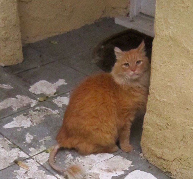 TheCrazyQtip Cat With a Shaved Tail
