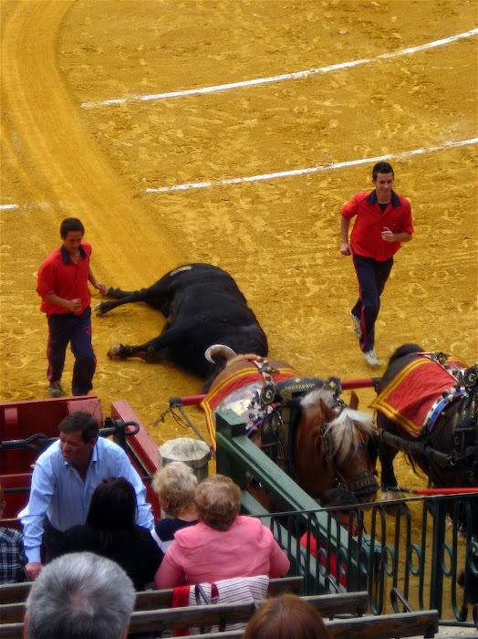 Removal of the dead bull