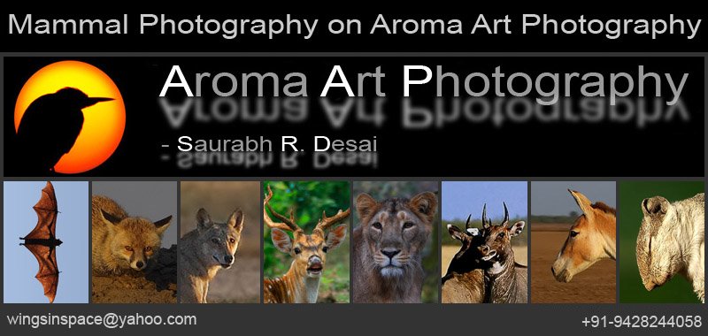 Mammal Images
