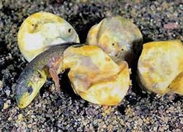 Hatched from Eggs Animals