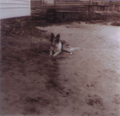 Lassie in the Backyard - 1955