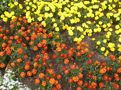 Actual Flowers Spotted in Century City