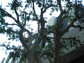 Cedars-Sinai Medical Center Tree - Los Angeles
