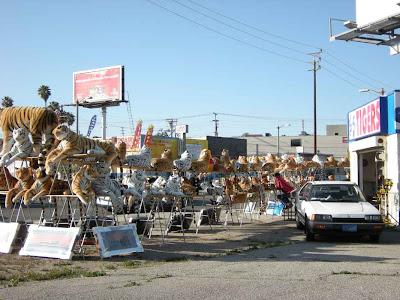 Tigers Spotted in L.A.- Venice & La Brea