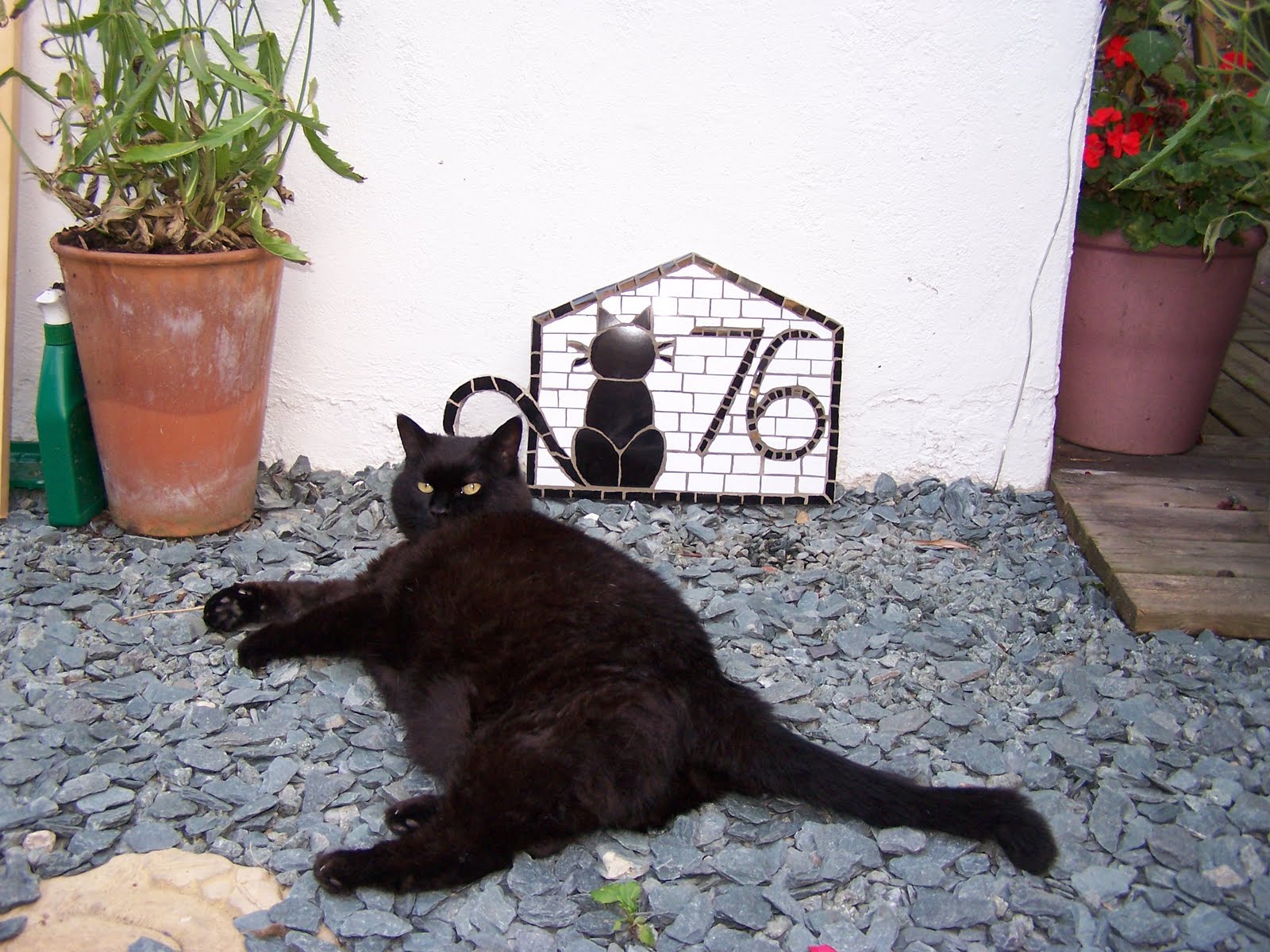 [Cat+and+Mille+1.JPG]