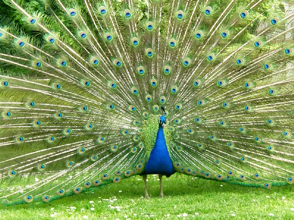 Peacock HQ Wallpapers Peacock HQ Wallpapers