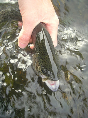 Dry flies are still working