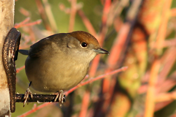 [Blackcap+female+2+Jan+12,+2008.jpg]