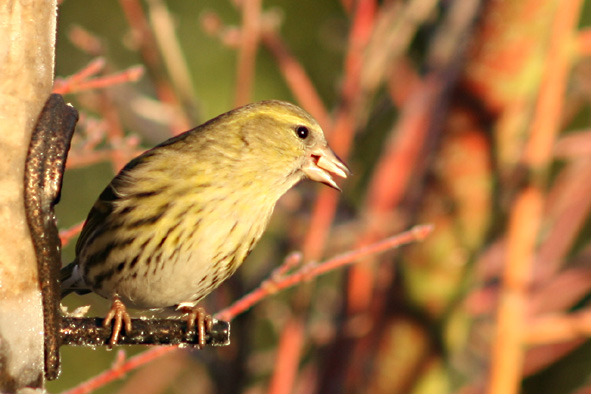 [Siskin+female+2+Jan+12,+2008.jpg]