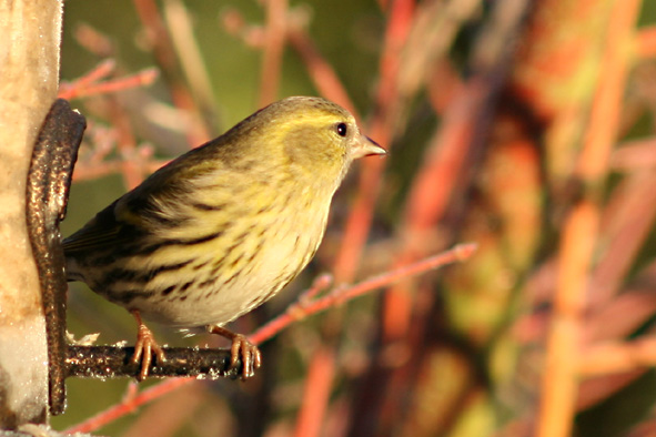 [Siskin+female+Jan+12,+2008.jpg]