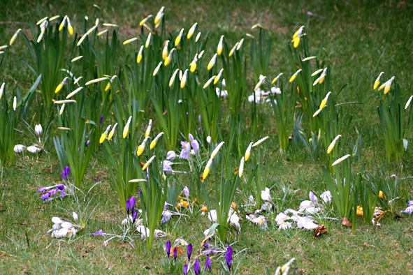 [Lawn+bulbs+Sunday2.jpg]