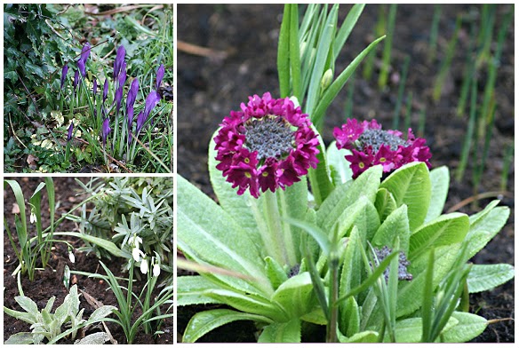 [Drumstick+Primula,+Crocus,+Snowdrop.bmp]