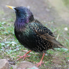 [Starling+for+bird+count.jpg]