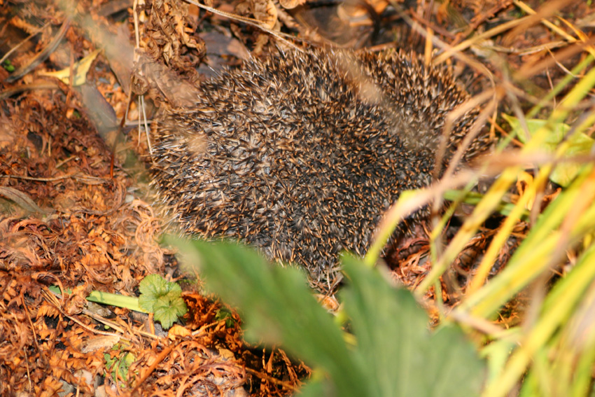 [Hedgehog+Juvenile+under+Acer.jpg]