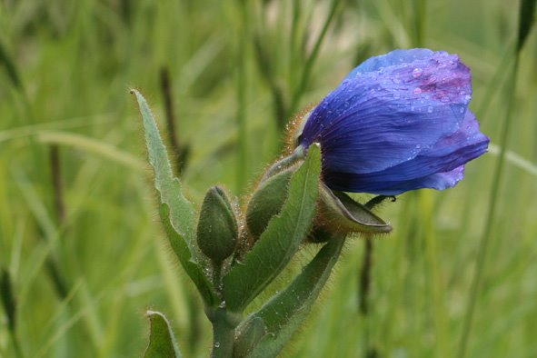 [Gardening+Scotland2.jpg]