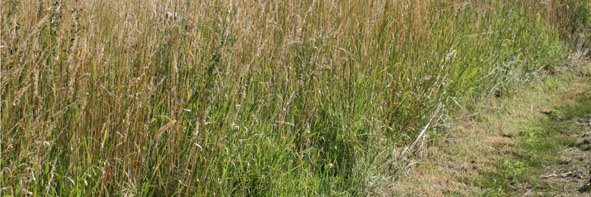 [Grass+verge3a.jpg]