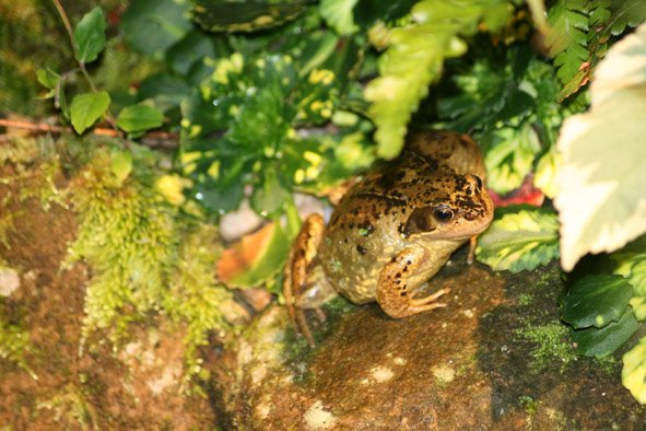 [Common+frog+(2).jpg]