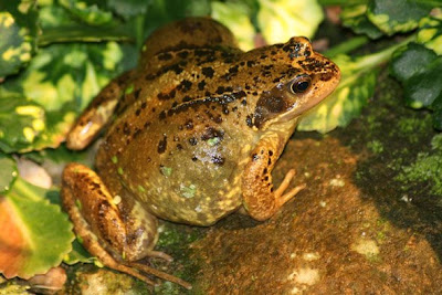 pieces of duck weed could