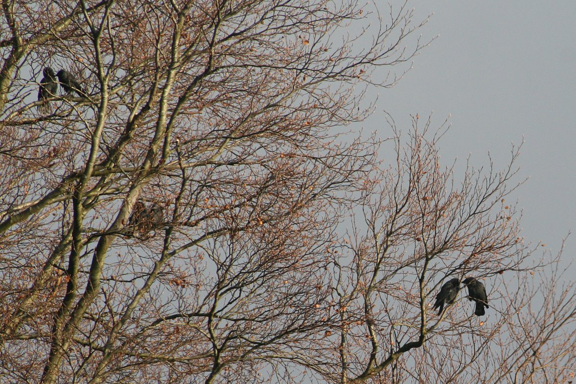 [Jackdaw+pairs+in+tree.jpg]