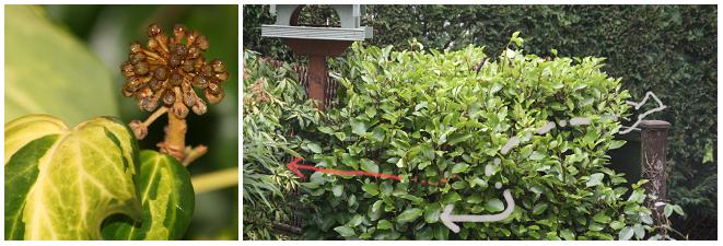 [Ivy+sulhur+heart,+Pieris,+Griselinia.JPG]