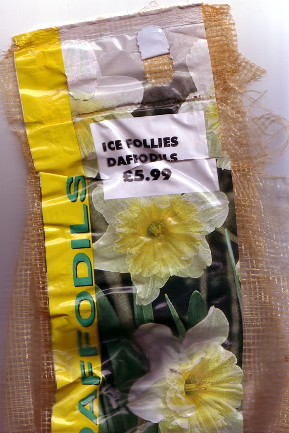 [Daffodil,+Ice+Follies+(2).jpg]