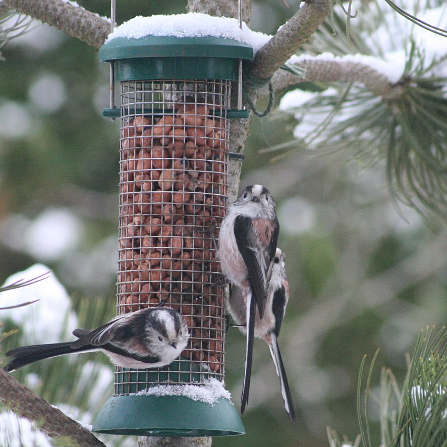 [GB09+Long-tailed+tit+FEB+2+(1).jpg]